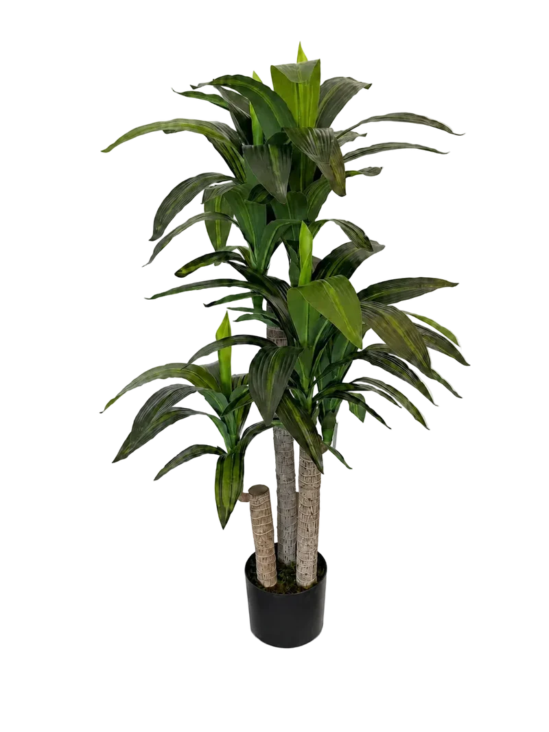 Künstliche Dracaena – Maevor | 120 cm