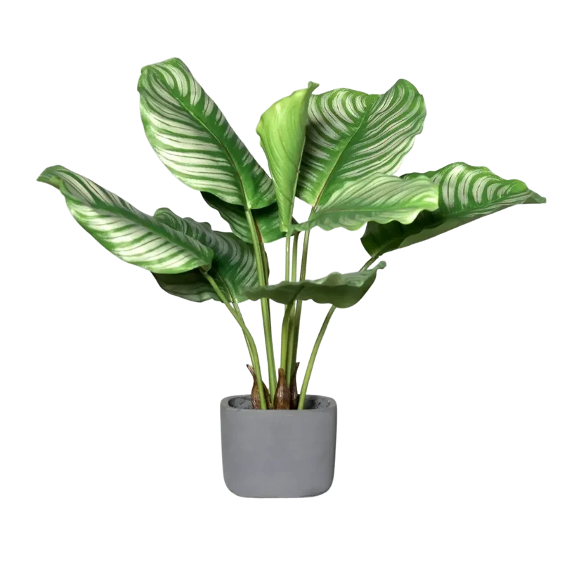 Künstliche Calathea - Mathilda | 50 cm