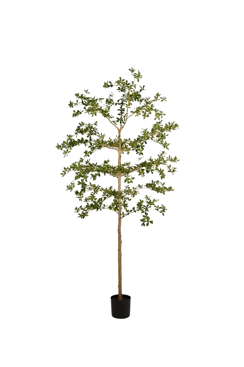 Künstlicher schwarzer Olivenbaum - Finja | 210 cm