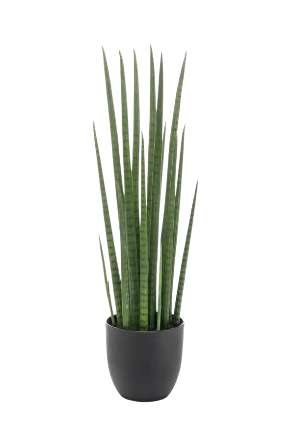 Künstlicher Bogenhanf - Joleen | 70 cm