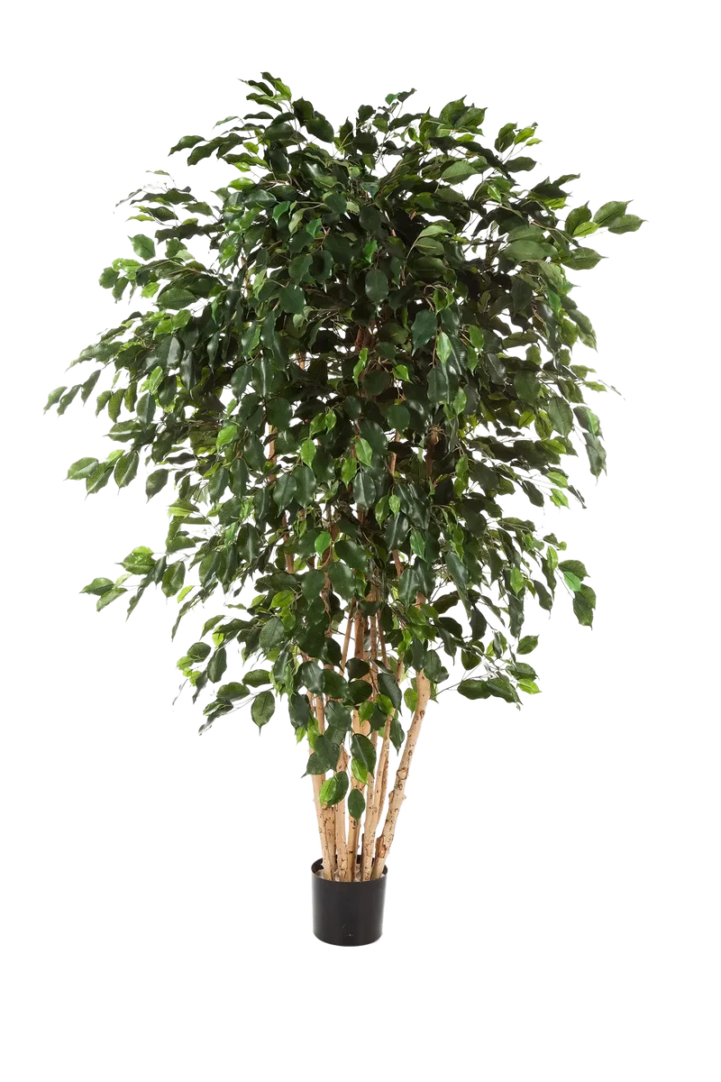Künstlicher Ficusbaum – Valerius | 180 cm