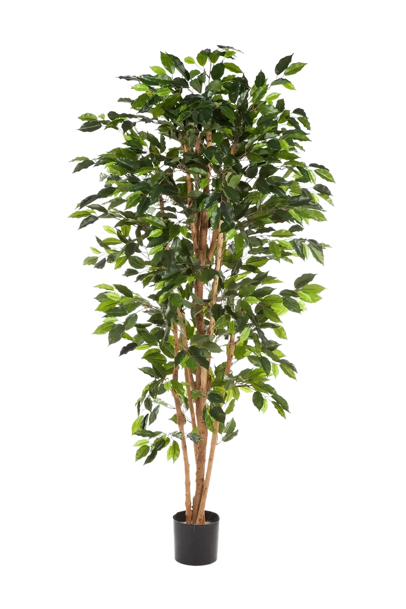 Künstlicher Ficusbaum – Sylvior | 180 cm
