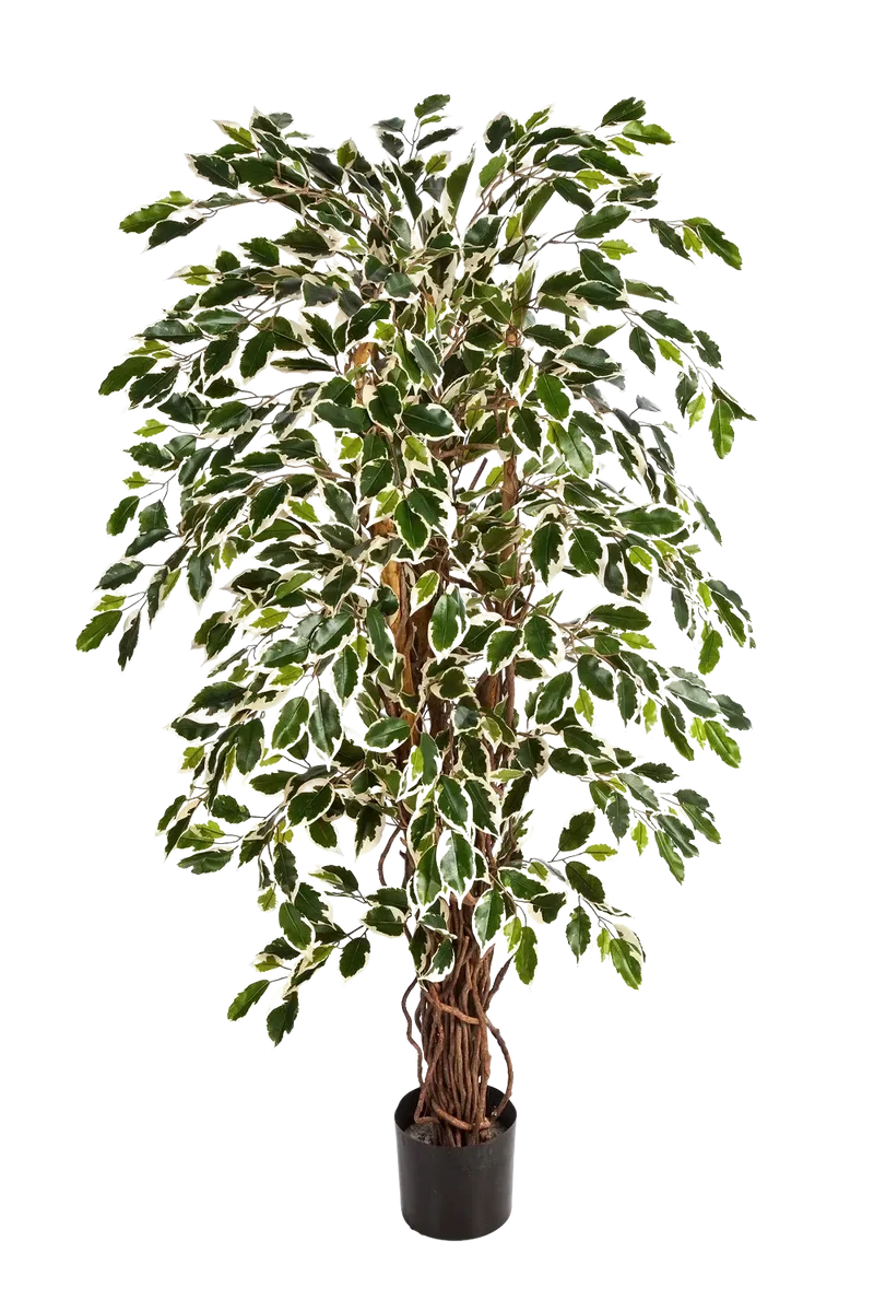 Künstlicher Ficus – Ravian | 150 cm