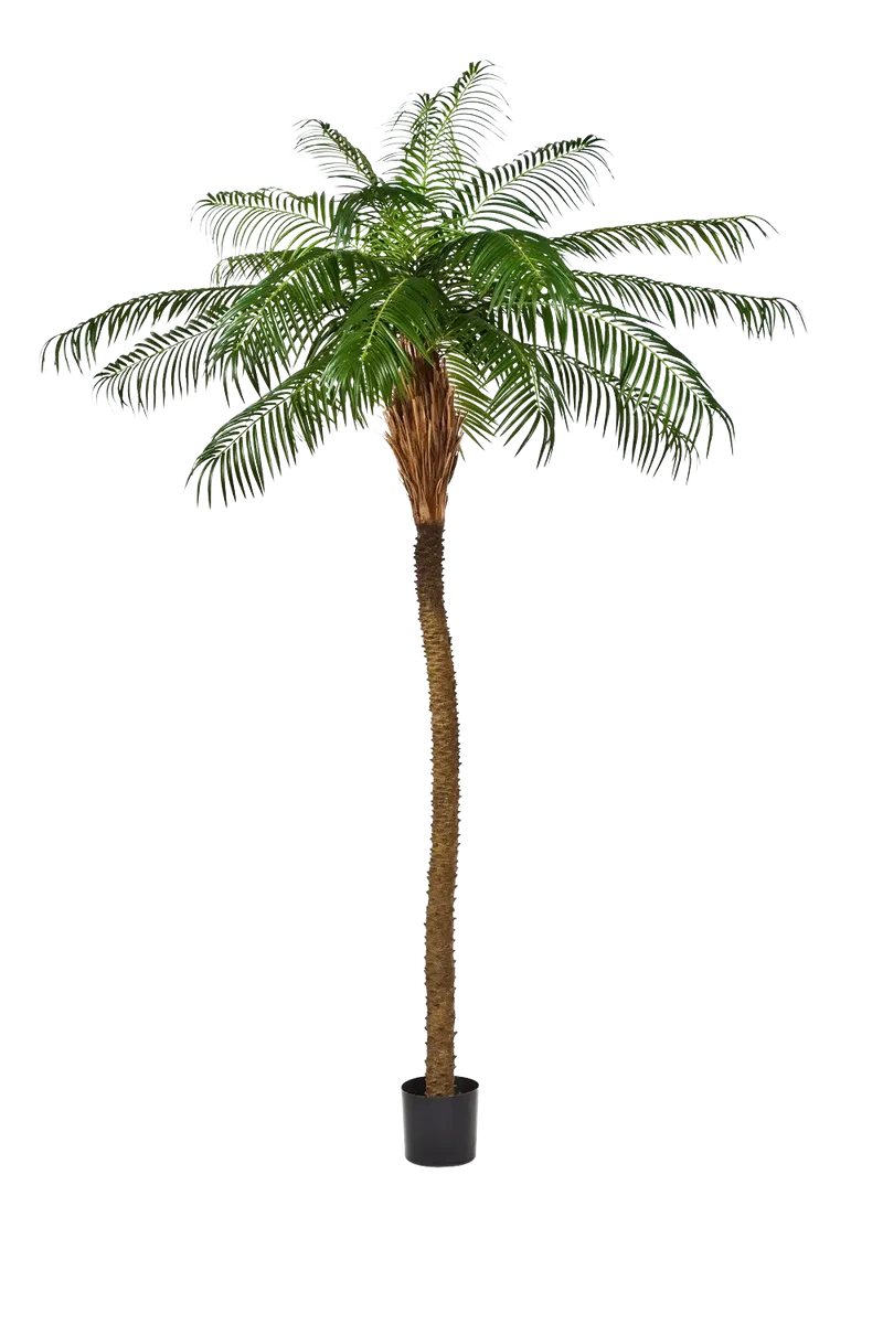 Künstliche Phoenixpalme – Zephyra | 240 cm