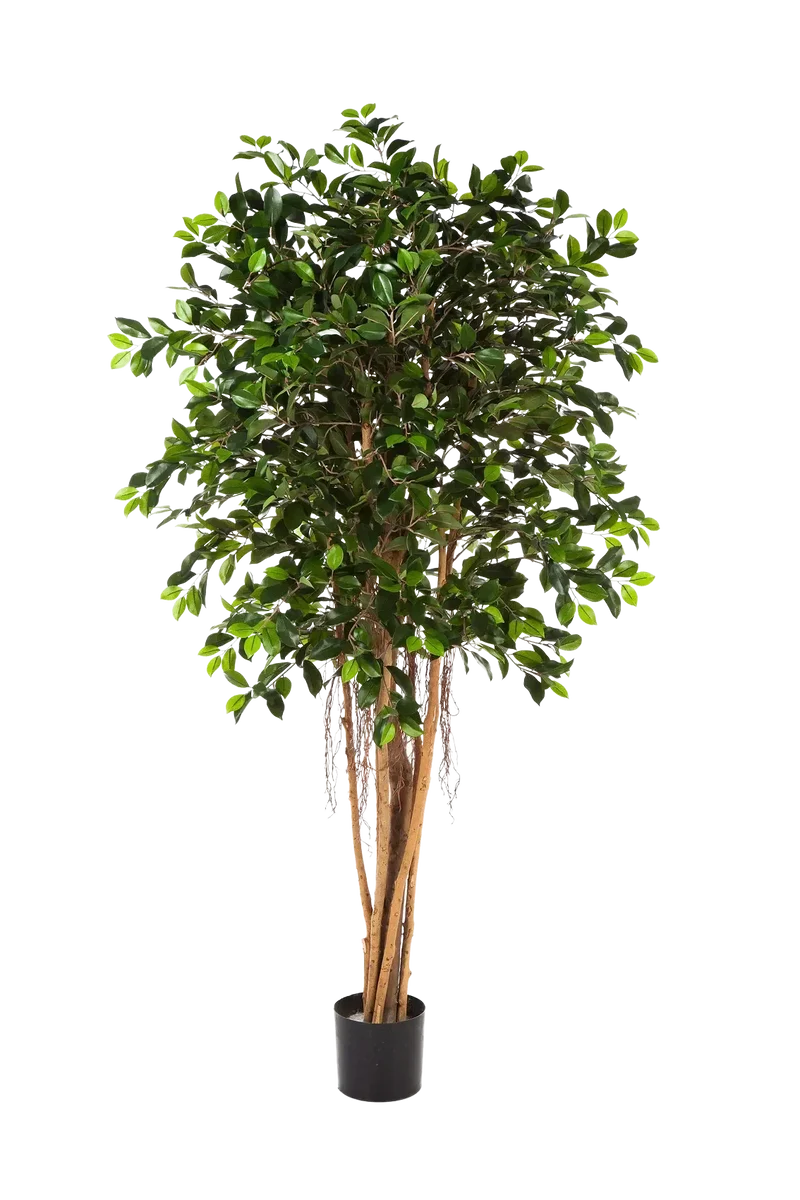 Künstlicher Ficus Retusa – Caelior | 180 cm