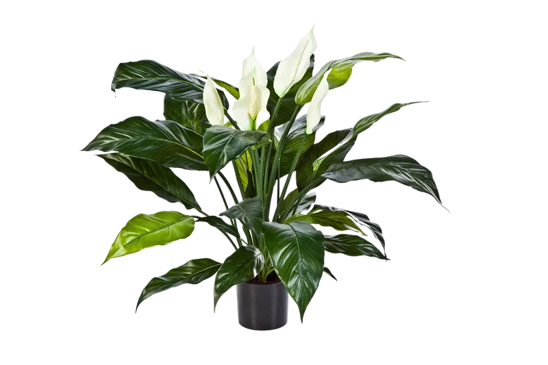 Künstliche Spathiphyllum - Big-Luna | 73 cm
