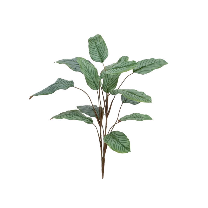 Künstliche Calathea - Pius | 112 cm