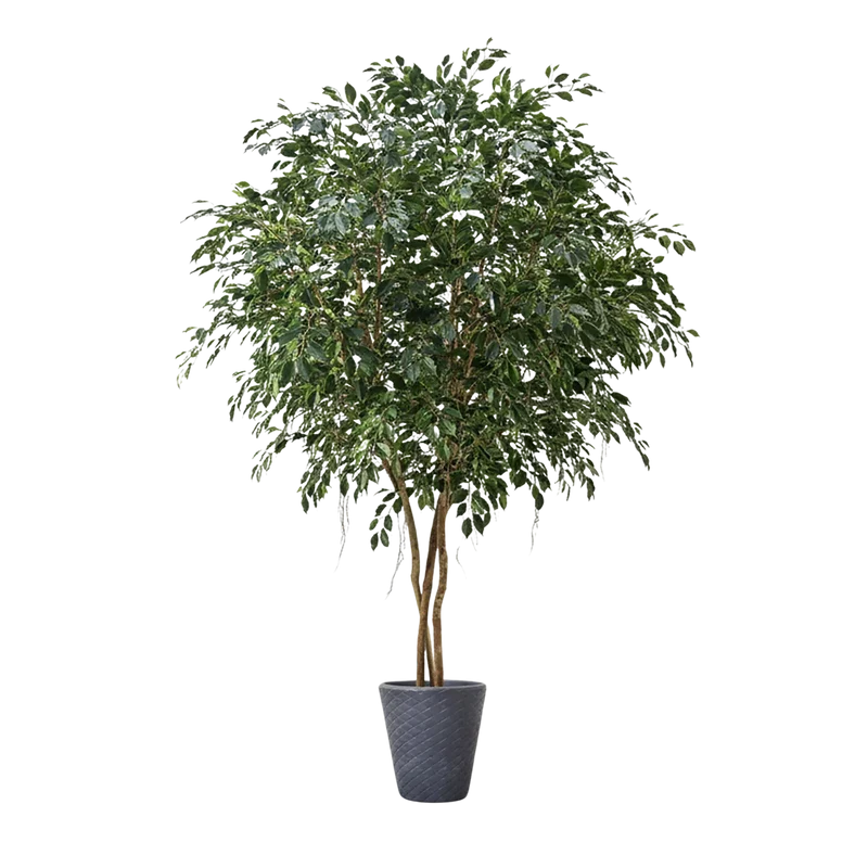 Künstlicher Ficus - Gajus | 400 cm