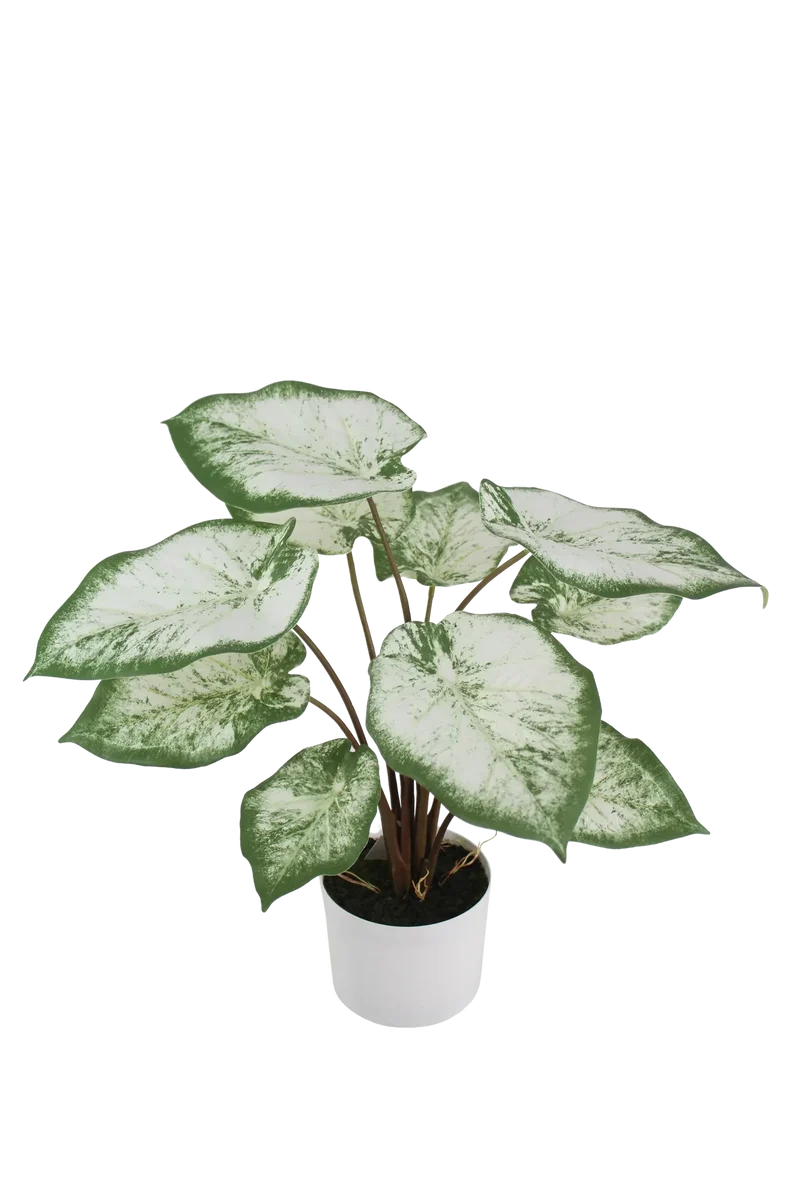 Künstliche Caladium - Noelia | 55 cm