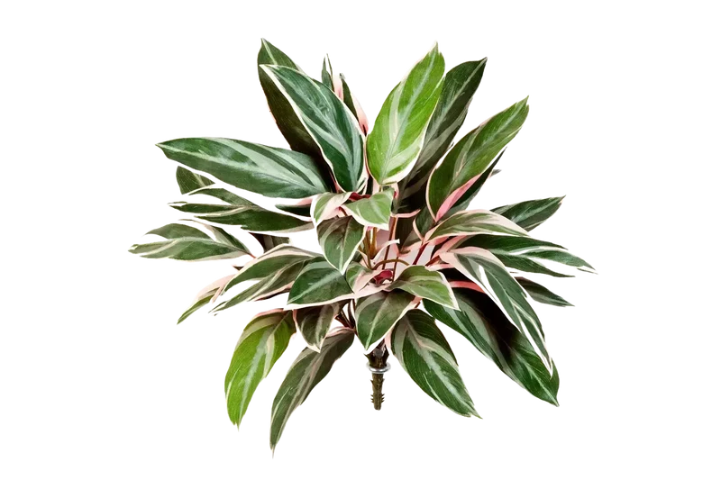 Künstliche Cordyline - Mila | 48 cm