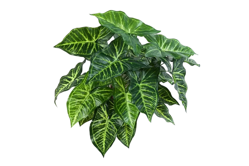 Künstliche Syngonium - Kalle | 45 cm