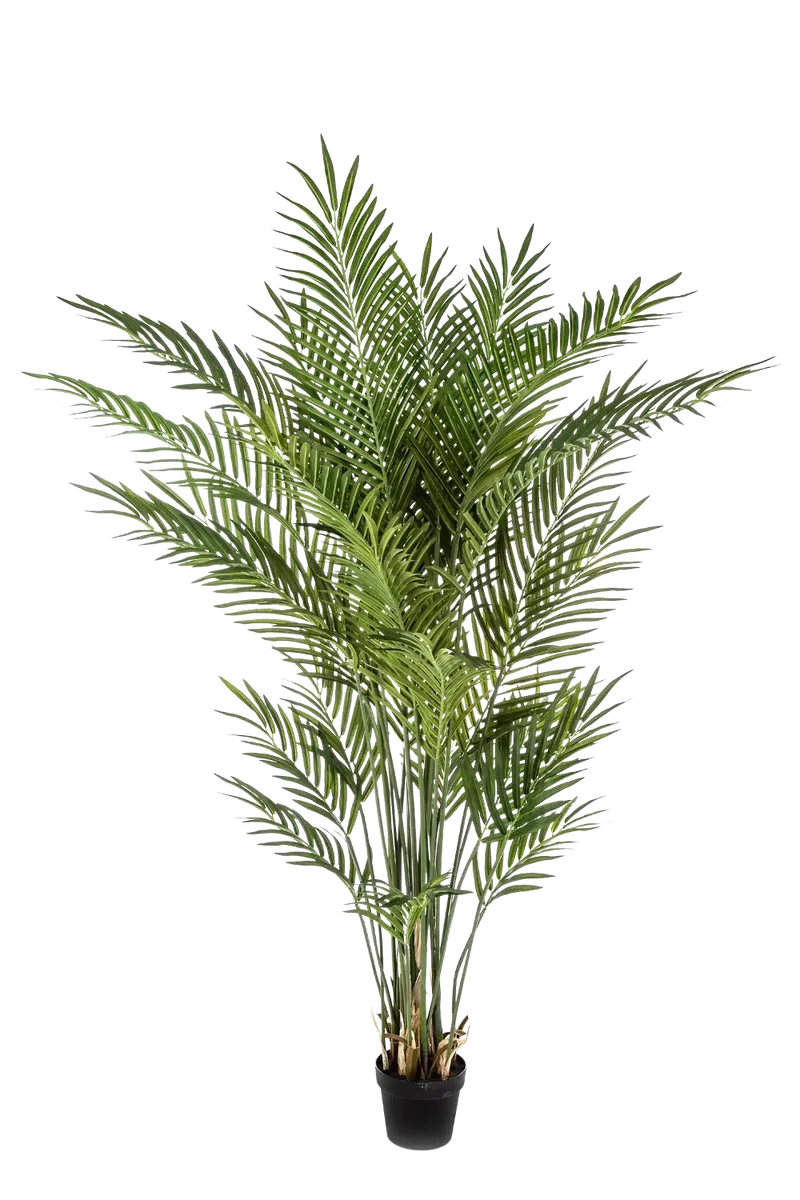 Künstliche Goldfruchtpalme - Eva | 170 cm