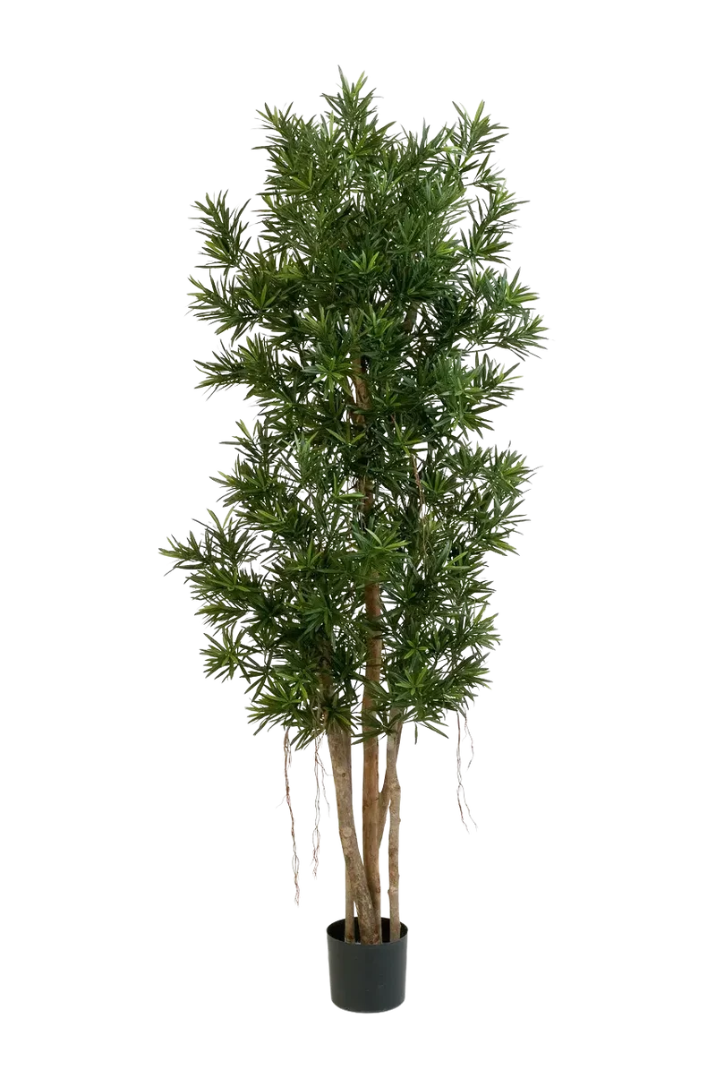 Künstlicher Podocarpus Reflexa- Paul | 180 cm