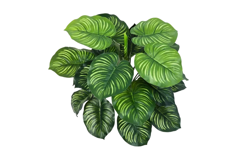 Künstliche Calathea - Clara | 45 cm