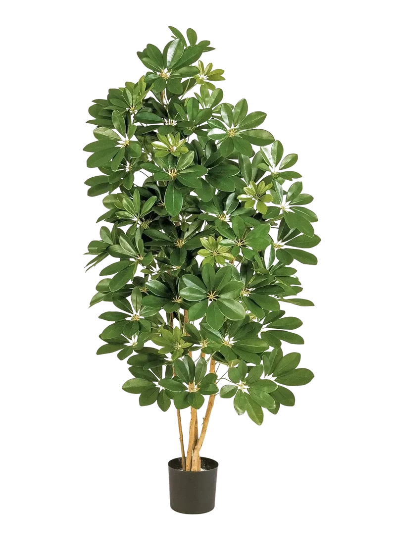 Künstliche Schefflera - Omer | 170 cm