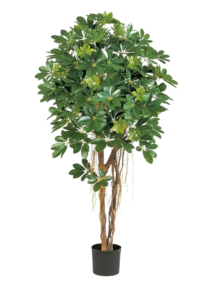 Künstliche Schefflera - Olaf | 170 cm
