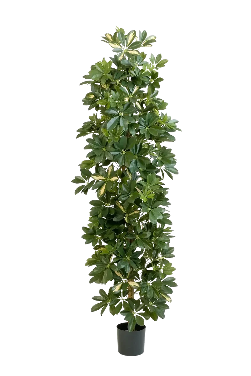 Künstlicher Schefflera Baum - Osman | 180 cm