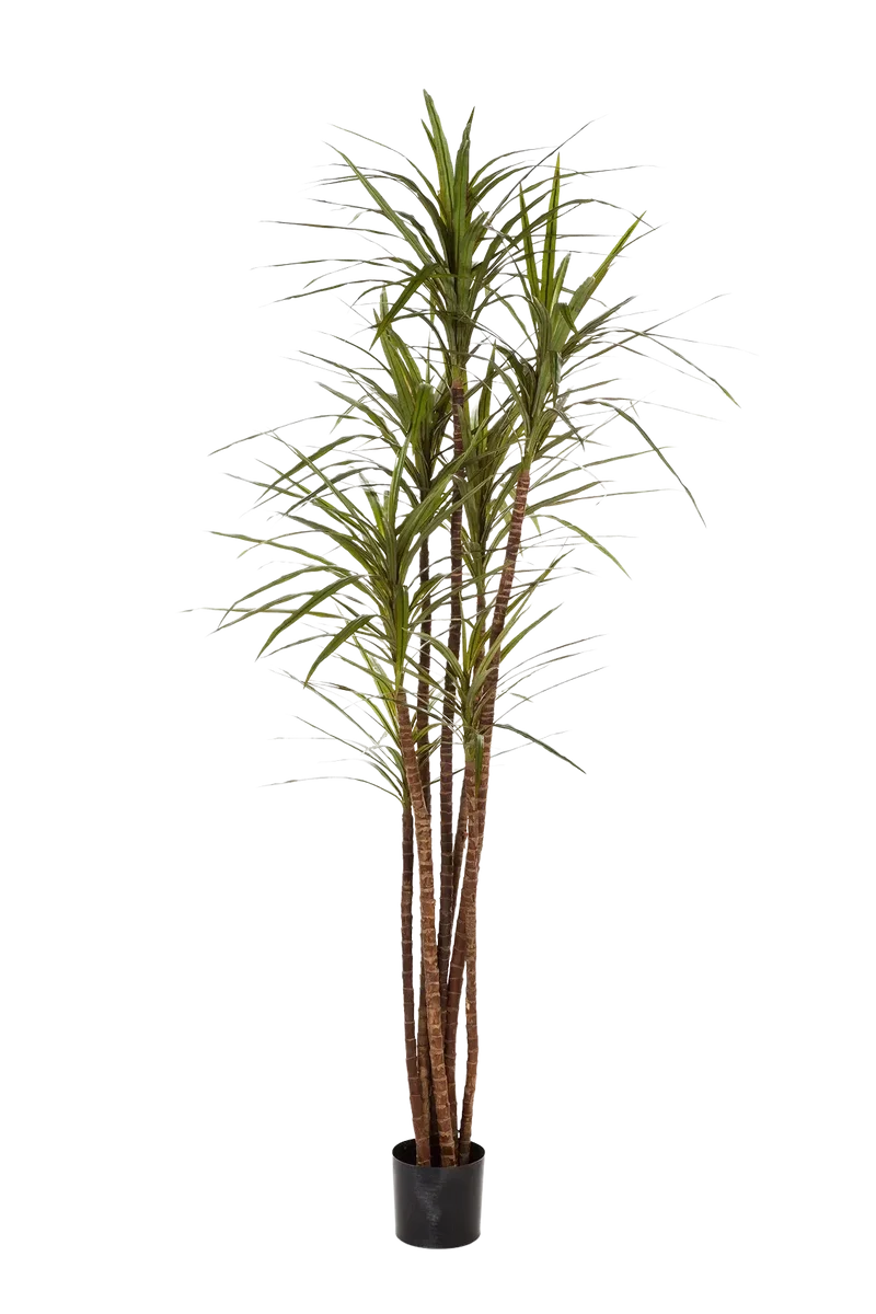 Künstlicher Drachenbaum - Noa | 180 cm