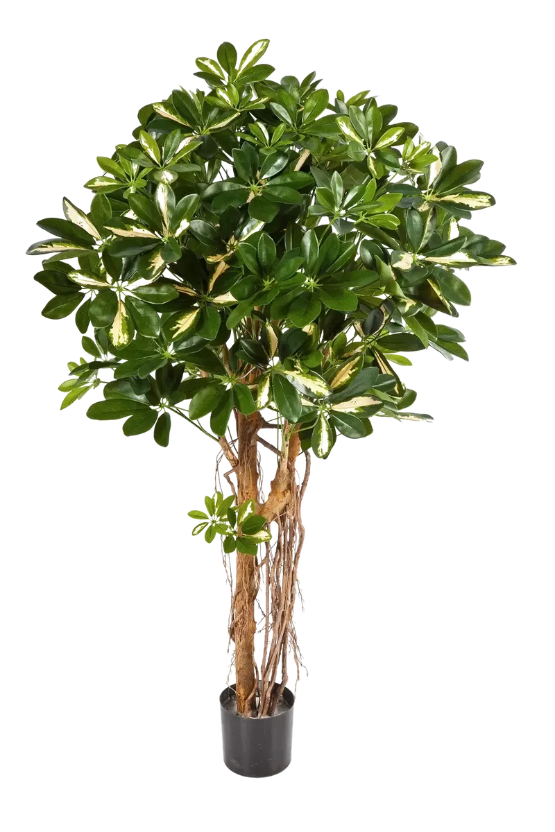 Künstliche Schefflera - Owen | 170 cm