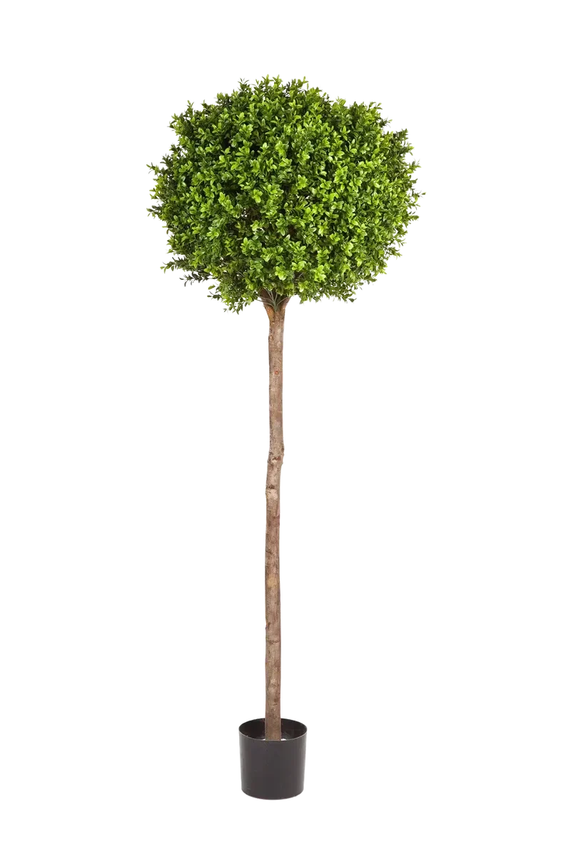 Künstlicher Buchsbaum - Rayan | 170 cm