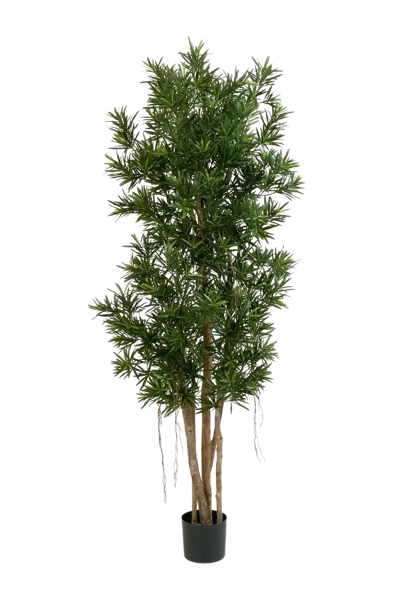 Künstlicher Podocarpus Reflexa- Paul | 210 cm