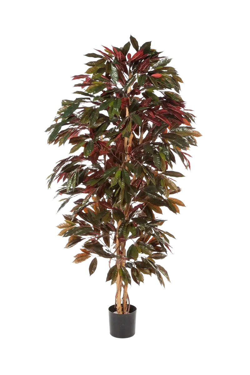 Künstlicher Capensia-Baum - Oliver | 210 cm