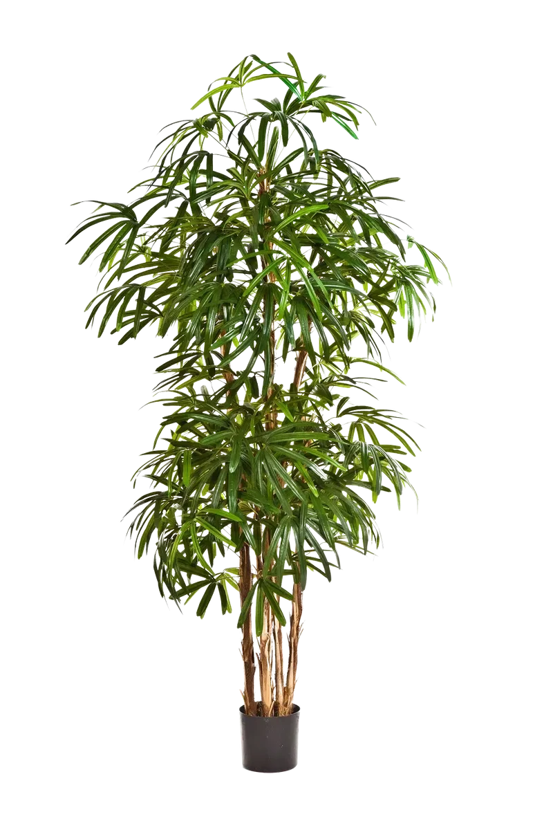 Künstliche Steckenpalme - Nela | 230 cm