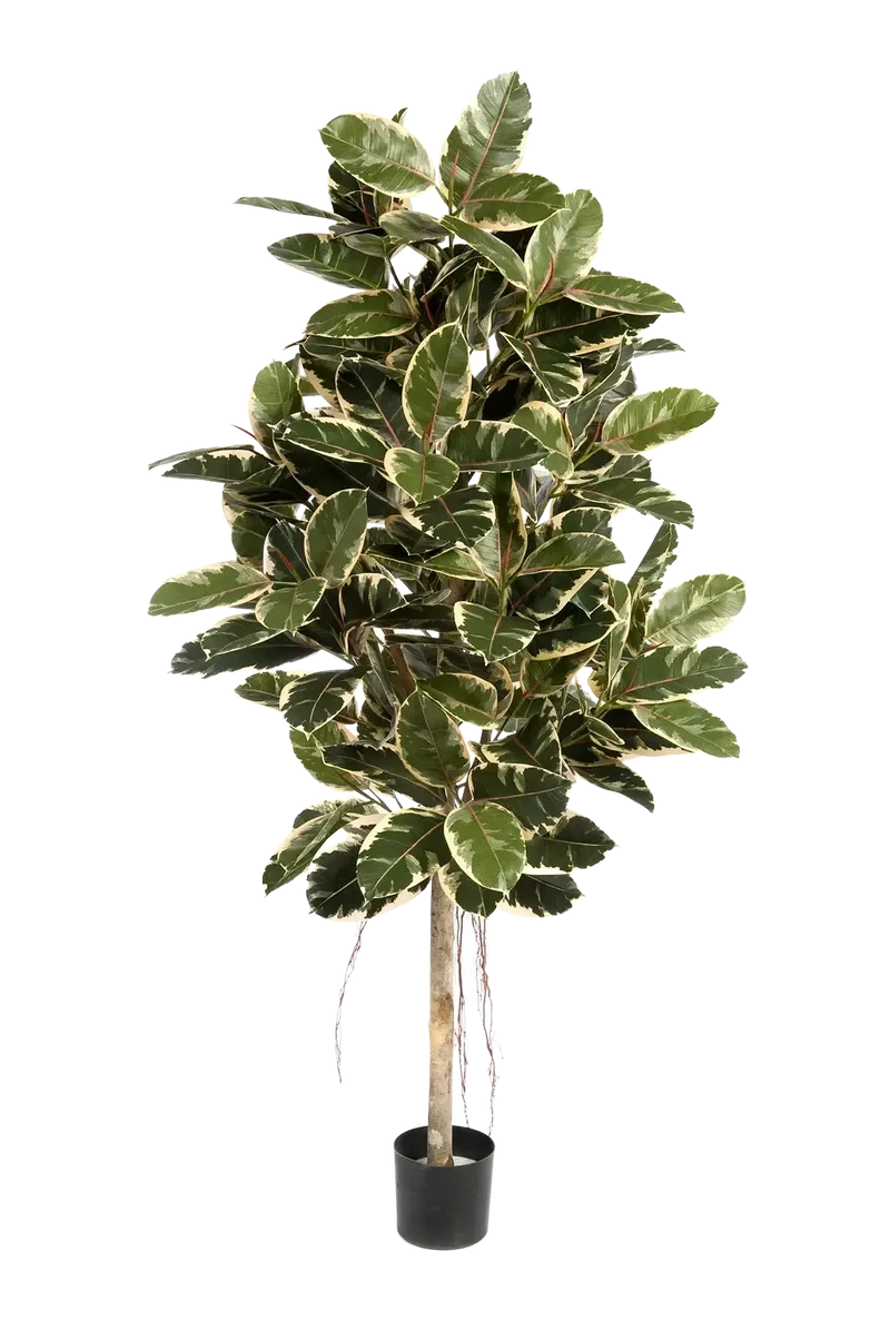 Künstlicher Gummibaum - Kerim | 210 cm