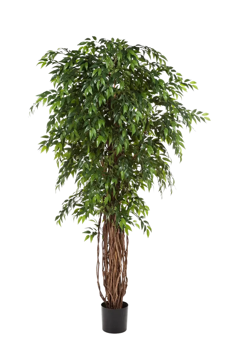 Künstlicher Ficus - Jayden | 210 cm