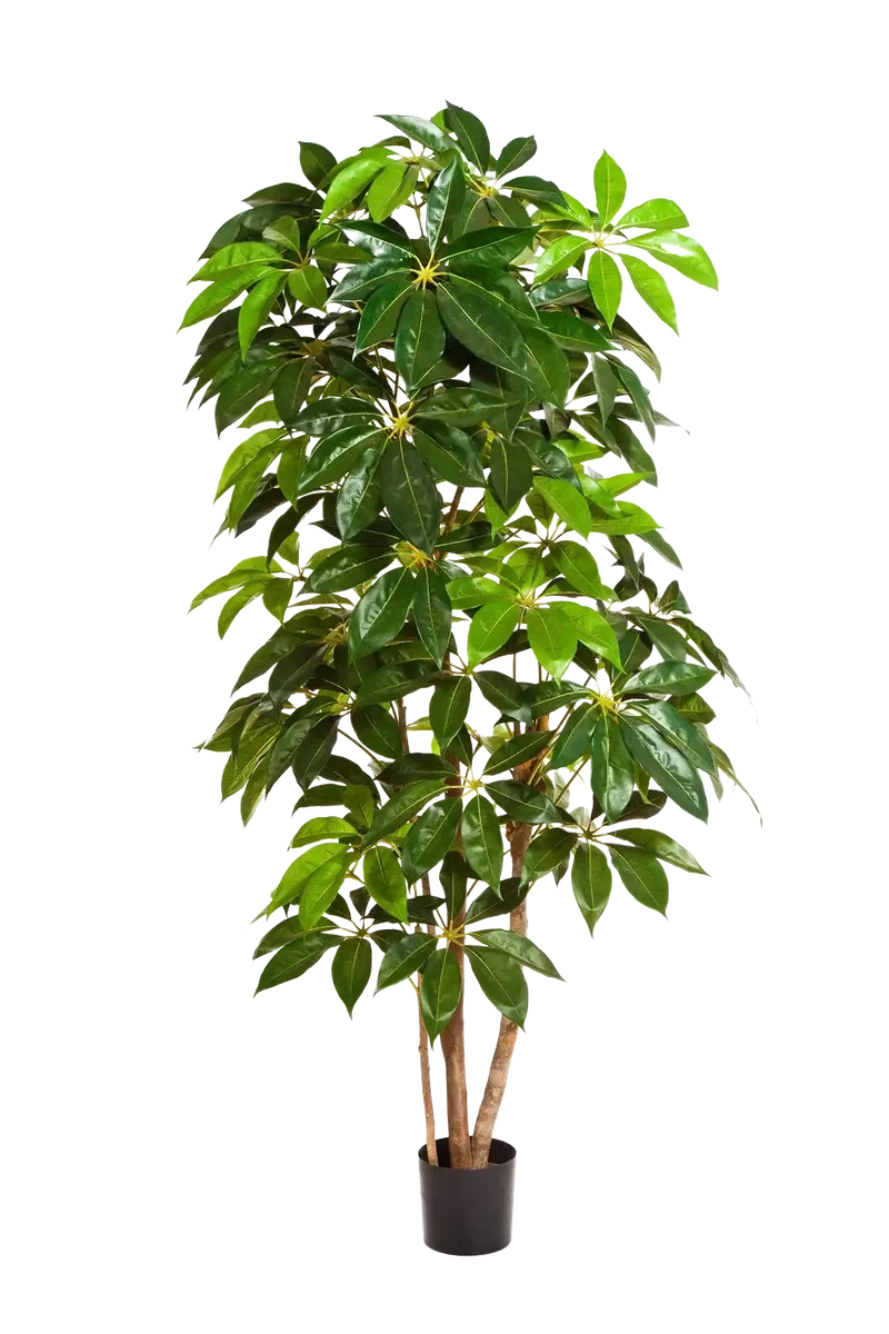 Künstlicher Schefflera Baum - Omar | 220 cm