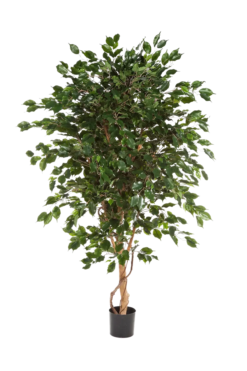 Künstlicher Ficus - Kim | 210 cm