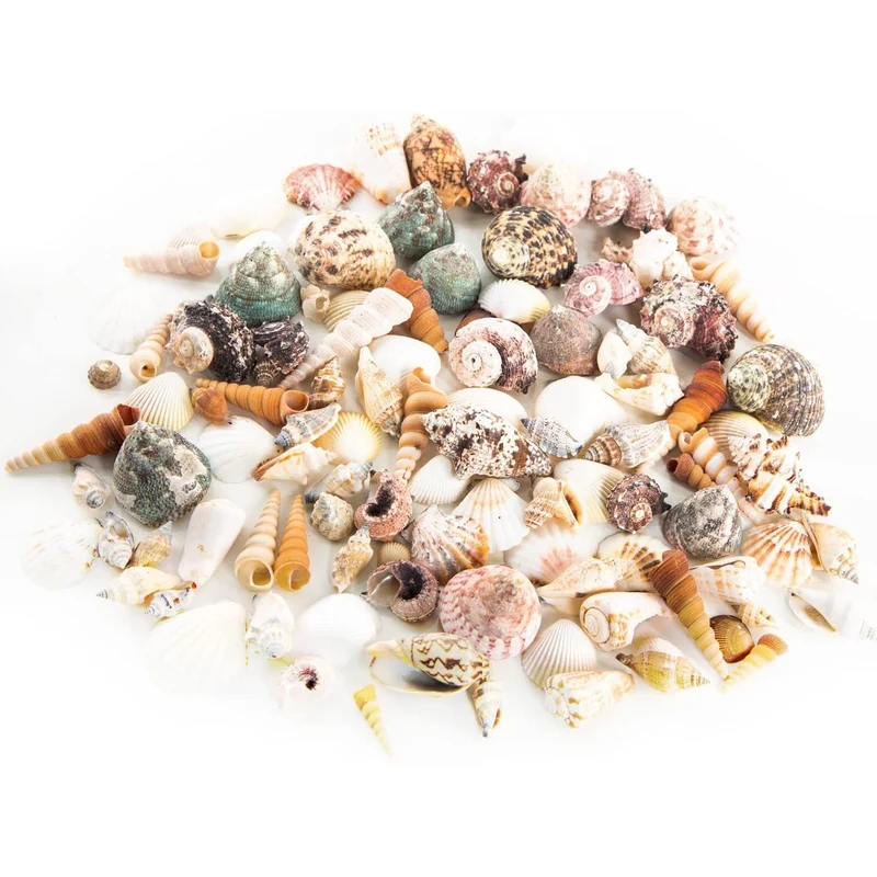 Dekoratives Muschel Set - ca. 900 gr gemischte Ozean Muscheln
