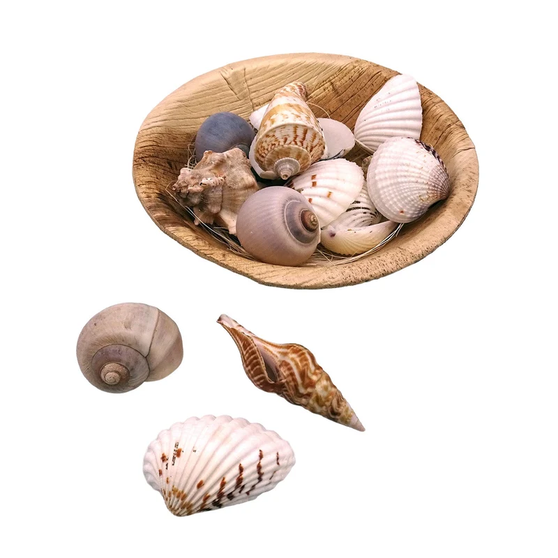 Logbuch-Verlag Muscheln in runder Schale 13x13x5 cm – Naturdeko ca. 90g echte Muscheln & Schnecken – Maritime Tischdeko & DIY-Zubehör