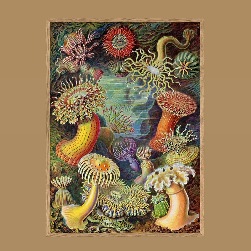 Kunstdruck 'Actiniae' Poster - The Dybdahl Co