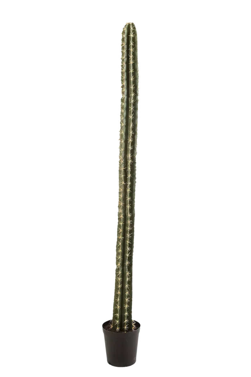 Künstlicher Kaktus - Hendrik | 206 cm