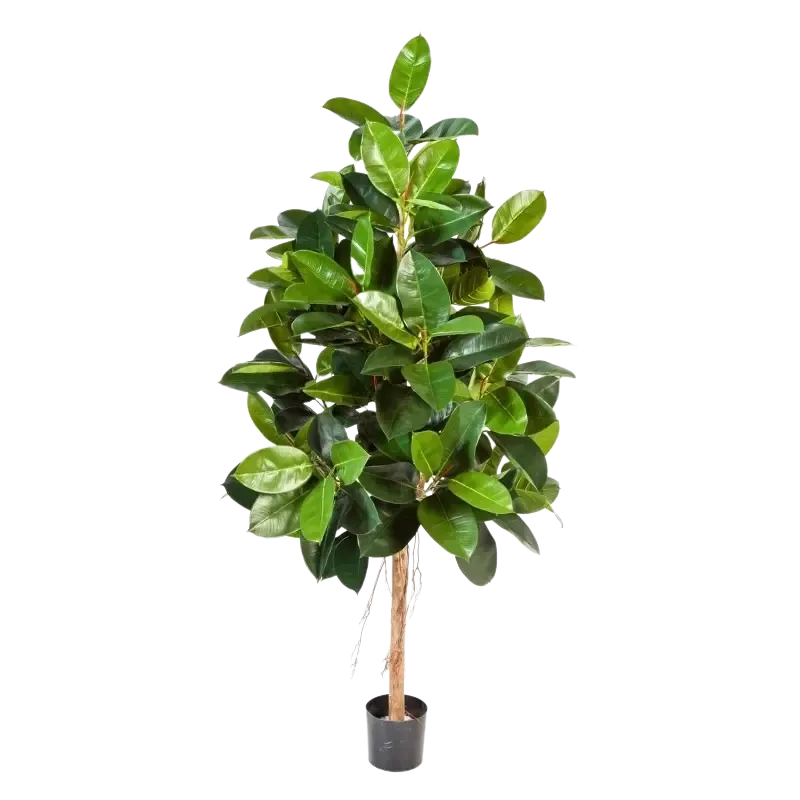 Künstlicher Gummibaum - Karim | 140 cm