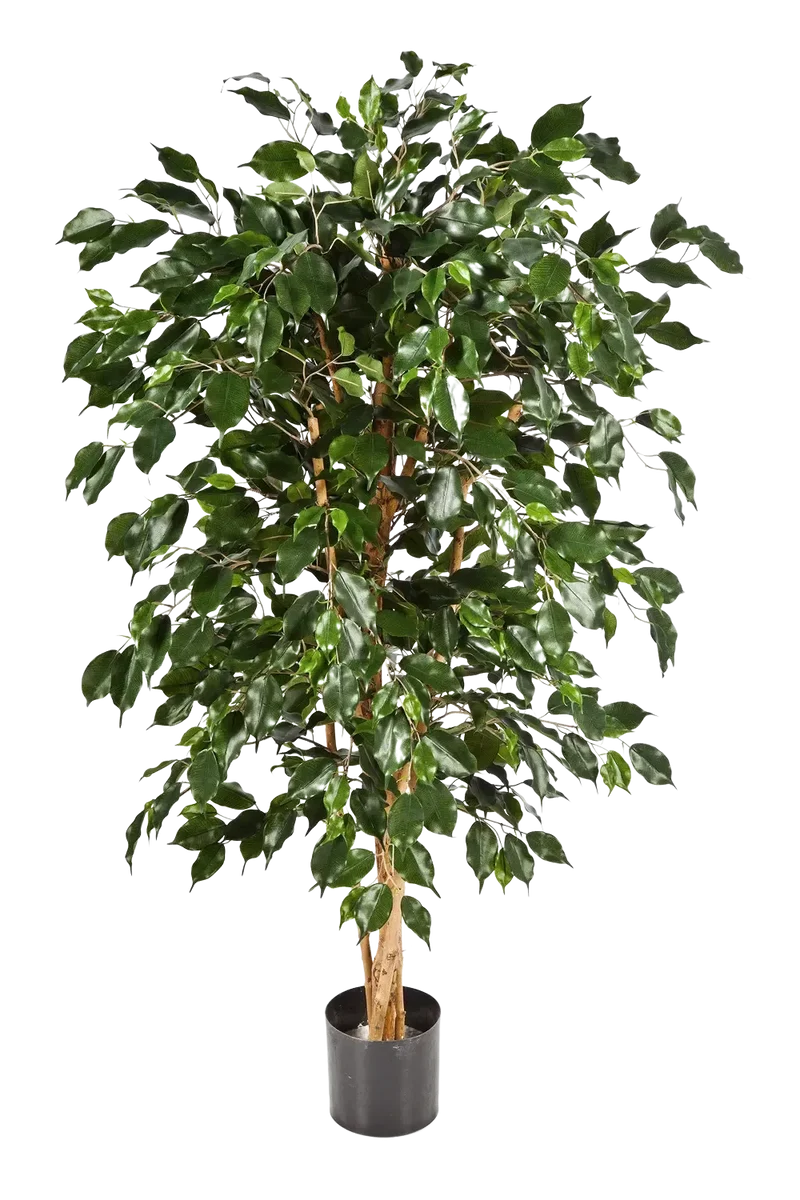 Künstlicher Chinesischer Ficus - Ioannis | 210 cm