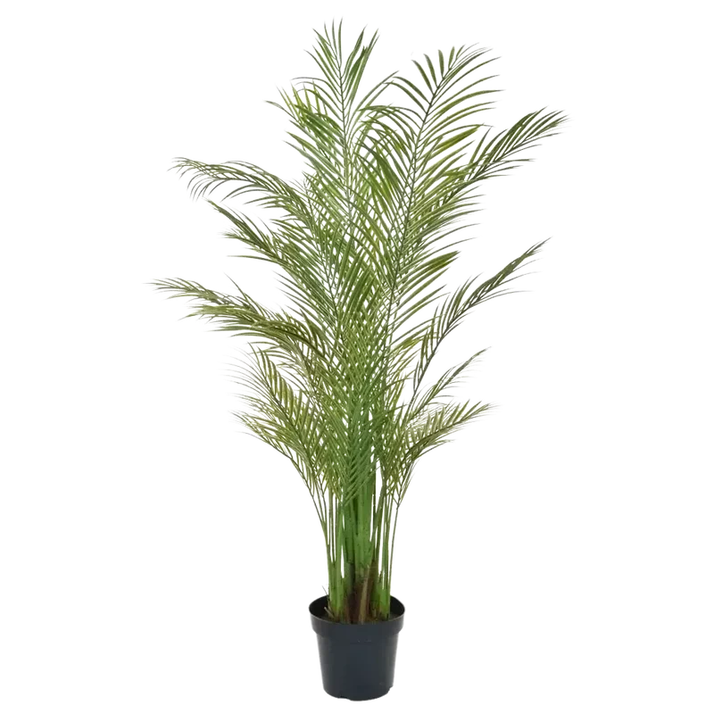 Künstliche Areca Palme - Amelie | 180 cm