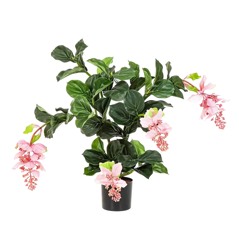 Künstliche Medinilla magnifica - Penelope | 78 cm
