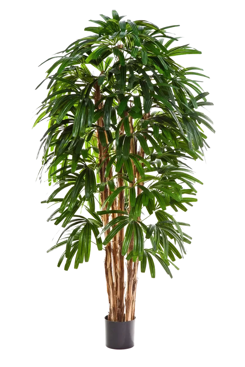 Künstliche Steckenpalme - Nicole | 180 cm