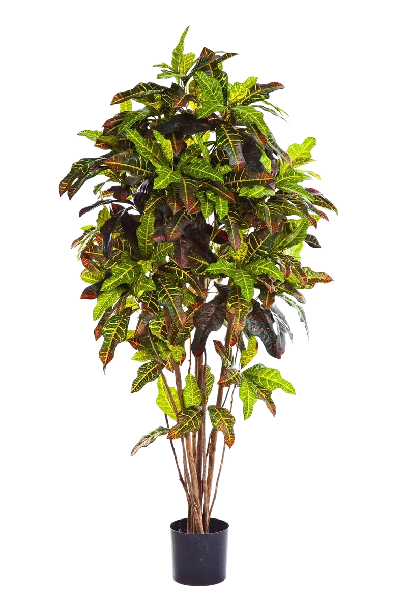 Künstlicher Croton - Ornella | 180 cm