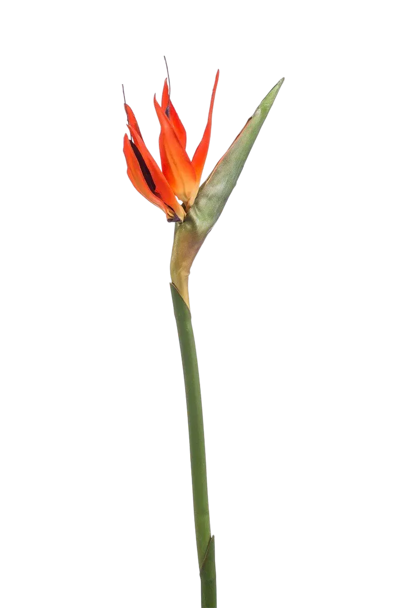 Künstlicher Strelitzia Zweig - Olga | 85 cm