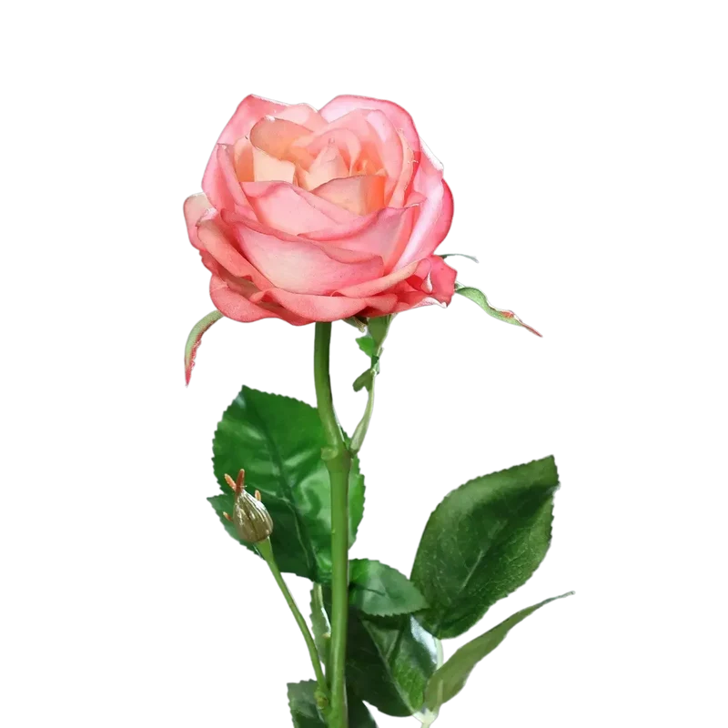 Künstliche Rose - Sokrates | 66 cm