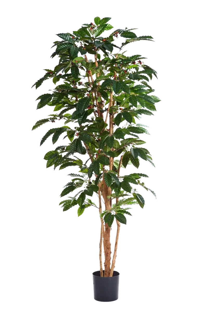 Künstlicher Kaffebaum - Philomena | 210 cm