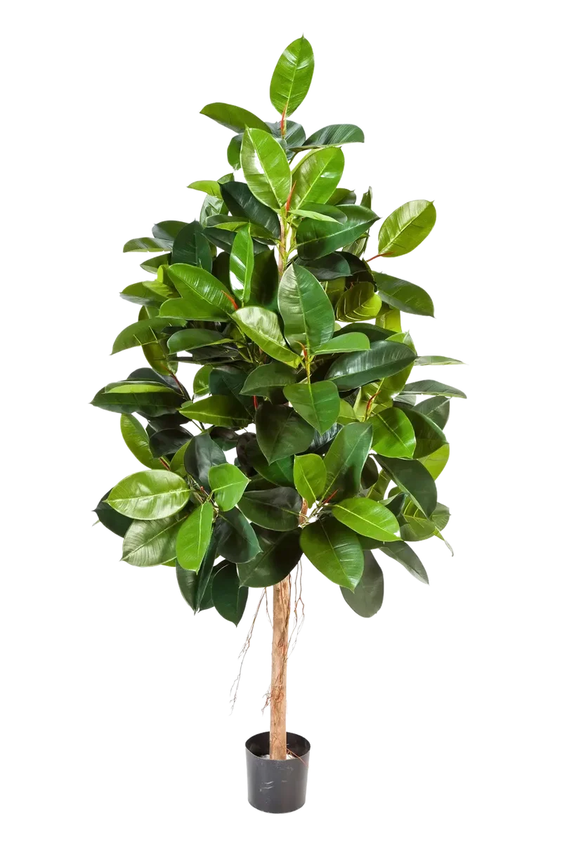 Künstlicher Gummibaum - Karim | 210 cm