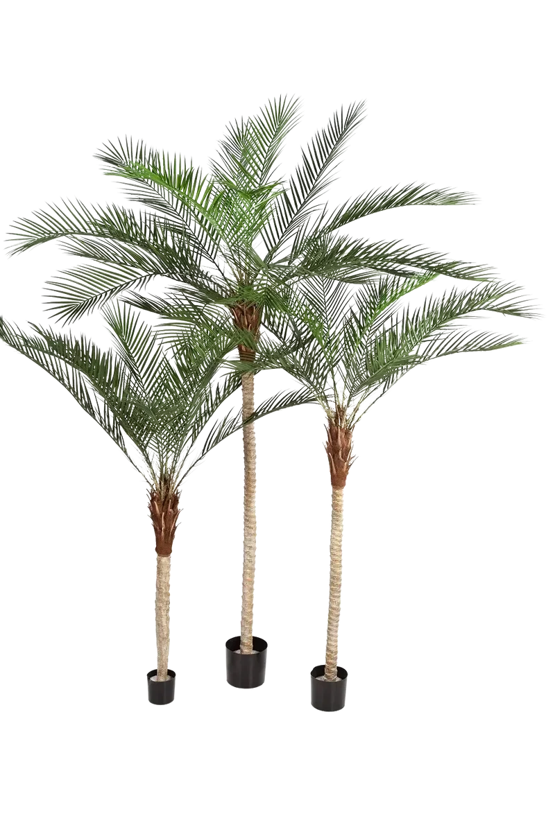 Künstliche Dattelpalme - Kian | 210 cm