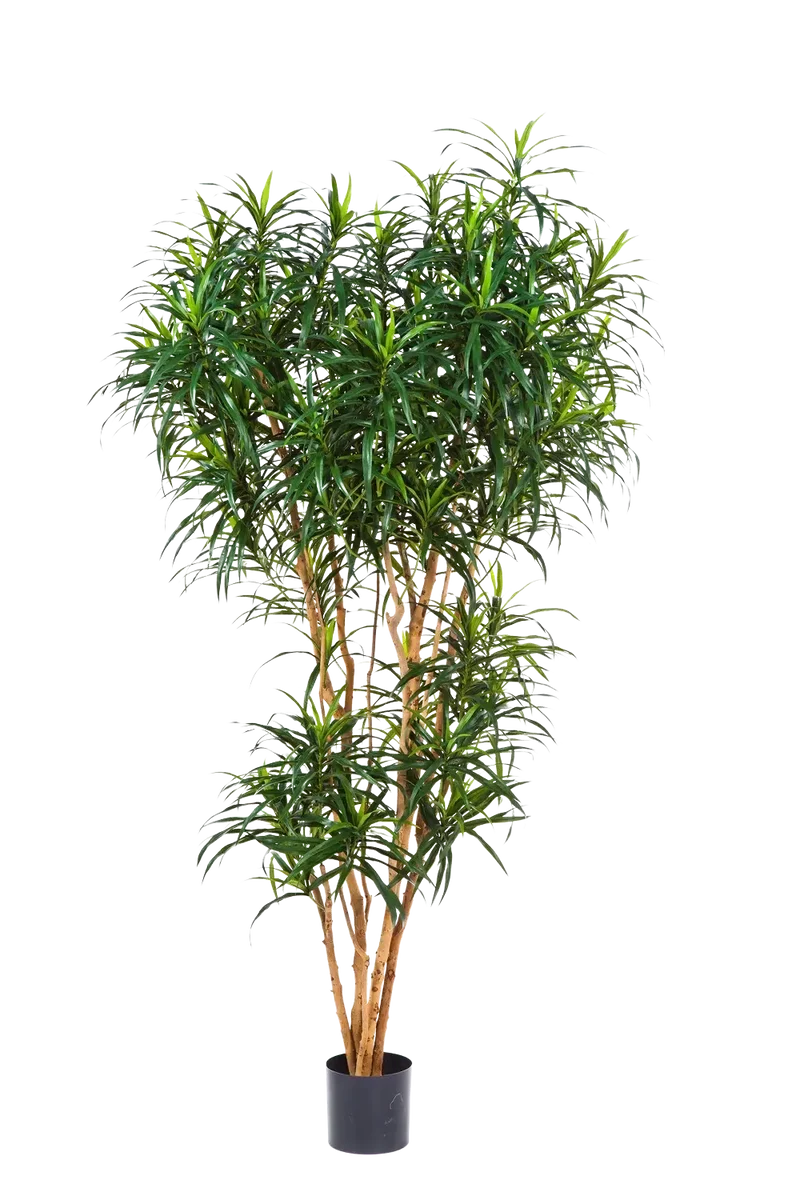 Künstlicher Drachenbaum - Helmut | 180 cm