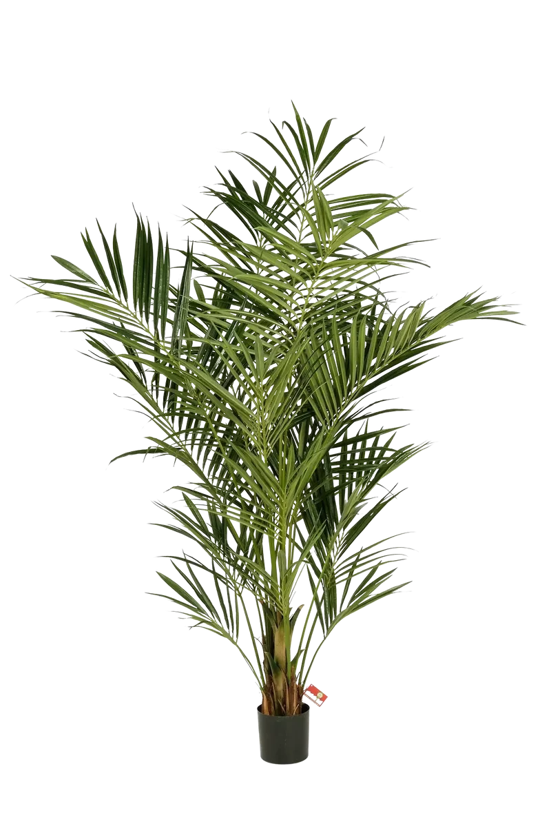 Künstliche Kentia Palme - Cecilia | 225 cm