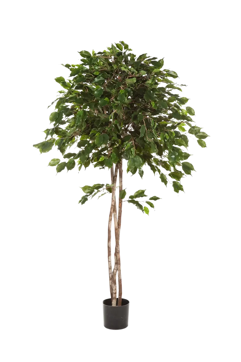 Künstlicher Ficus - Kathleen | 210 cm