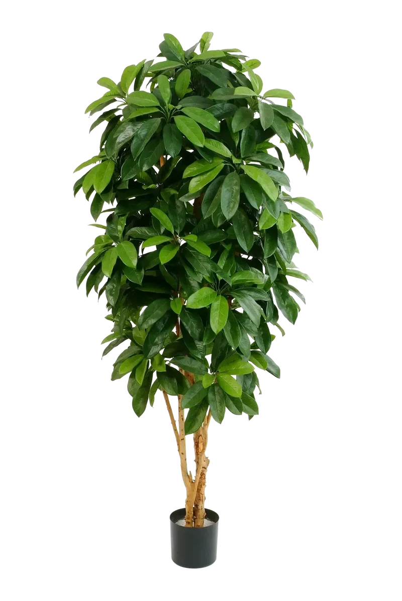 Künstliche Schefflera - Ove | 172 cm